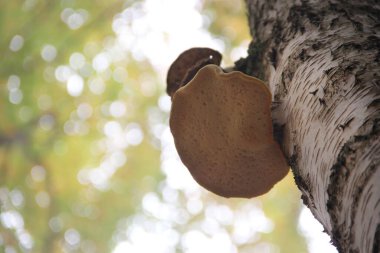 Sonbahar ormanı ve gökyüzünün arka planında büyüyen beyaz mantarların alt görüntüsü.