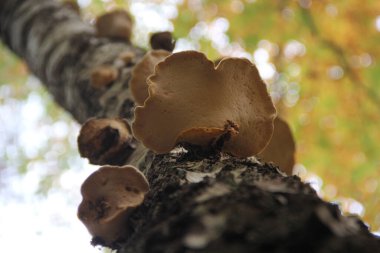 Sonbahar ormanı ve gökyüzünün arka planında büyüyen beyaz mantarların alt görüntüsü.