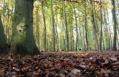 Ormandaki yoğun sislerin arka planında düşen portakal-kahverengi yaprakların arasındaki ağaç gövdesi.