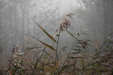 Reed sisli bir sonbahar ormanının arka planında