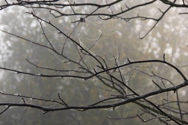 Bir sonbahar ormanının arka planında örümcek ağlarıyla çevrili bir ağaç dalı.
