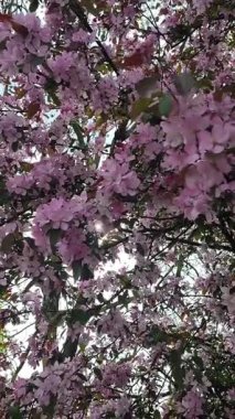 Çiçek açan kiraz ağacının dikey hareketli videosu güneş ışığı yaprakların ve yaprakların arasından akıyor. Huzurlu doğal bahar sahnesi aşağıdan çekildi..