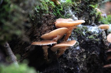 Ormandaki ağaç gövdesinde yetişen vahşi mantar kümesi. Doğal sonbahar makro fotoğrafı.