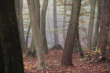 Sisli Sonbahar Ormanı Düşen Yapraklar ve Ağaç Gövdesi Huzurlu Doğa Arkaplanı Sisli Atmosferli