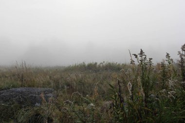 Vahşi bitkilerle, örümcek ağlarıyla ve yumuşak sabah ışığında uzak ağaçlarla, kasvetli sonbahar manzarasıyla sisli çayır.