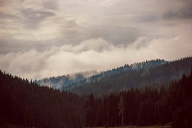 Yoğun köknar ağaçları alçak bulutlar ve dramatik bulutlu gökyüzü ile kaplı Misty Carpathian ormanı