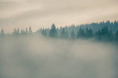 Yoğun sabah sisinin içinden yükselen çam ağaçlarının siluetleri ile sisli Karpatya ormanları