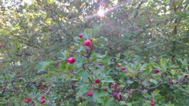 Elma ağacının kırmızı meyveli, yeşil yapraklı ve yaz bahçesinde parlayan güneş ışığıyla yakın çekim videosu.