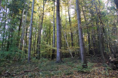 Yeşil orman manzarası. Uzun ağaçlar ve yaprakların arasından parlayan güneş ışığı.