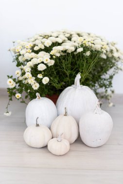 Çeşitli boyutlarda beyaz balkabağı koleksiyonu, beyaz papatyalar eşliğinde, hafif bir ahşap yüzey üzerinde oturur..