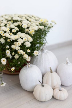 A collection of white pumpkins in various sizes is placed next to a pot overflowing with delicate white flowers, creating a serene autumn ambiance indoors. clipart