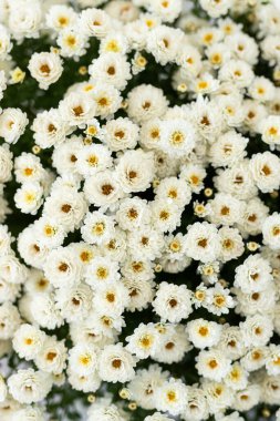 A garden bursts with clusters of white flowers, characterized by their small size and rounded petals. Healthy greenery surrounds this lively floral display, creating a serene atmosphere. clipart