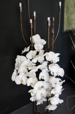 Elegant white orchids cascading gracefully from a striking brass candelabra in a contemporary setting, showcasing natural beauty in a modern space clipart