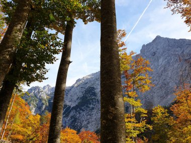 Kamnik - Savinja Alpleri ve sonbahar renkli ağaçlar. Slovenya 'daki dağlar 