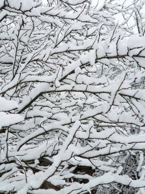 branches covered by white snow - winter season