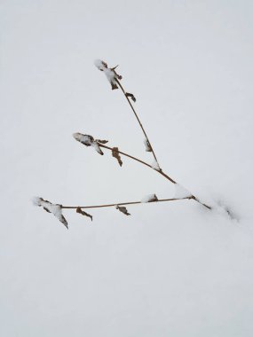 Donmuş bitki beyaz karın altında - yakın plan