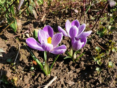 İlkbaharda örgü bitkileri - menekşe çiçekleri açar