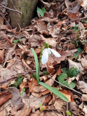 Bahar Ormanı 'ndaki küçük kar damlası bitkisi - Galanthus