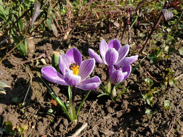 Crocus Violeta Primavera Flores Flor — Fotografia de Stock
