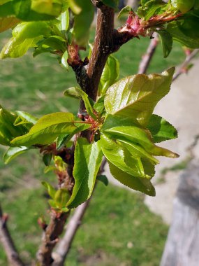 Genç kayısı dalı - Bahar mevsiminde taze yeşil yapraklar