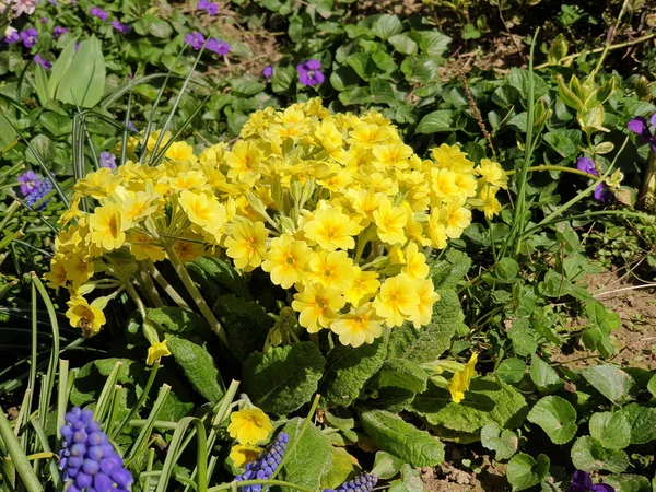 Primula Jaune Fleurs Vives Jardin Printemps — Photo