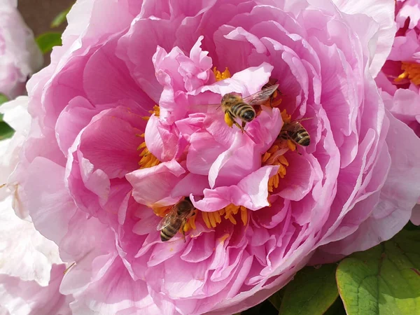 stock image rosy peony flower with bees - spring season