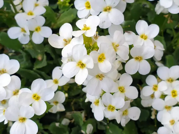 Aubrieta Primer Plano Flores Blancas Están Floreciendo Jardín — Foto de Stock