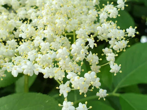 Белые Цветы Самбука Крупным Планом Куст Бузины Бузины — стоковое фото