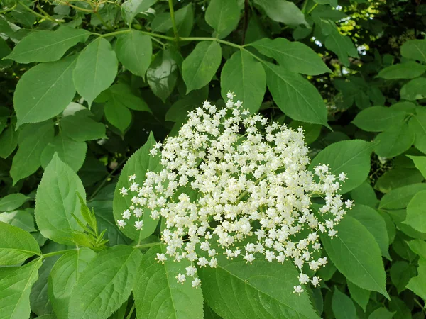 stock image white flowers of Sambucus - elder or elderberry bush