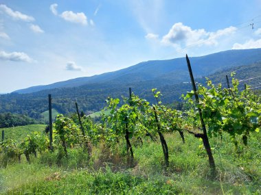 Parlak yeşil üzüm bağı ve yaz tepeleri. Üzümler.