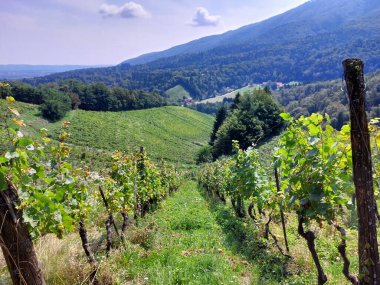 Yeşil tepelerde sıra sıra üzüm. Pohorje Dağları 'ndaki üzüm bağı. Slovenya.