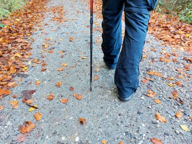 Orman. Yürüyüş. Yürüyerek. Yaya yolunda sonbahar yaprakları