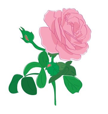 Gül. Açık pembe yaprakları ve yeşil yaprakları olan güzel bir çiçek. Vektör. 