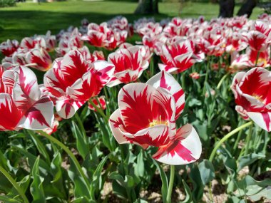 red and white tulips bloom in park. Spring flowers