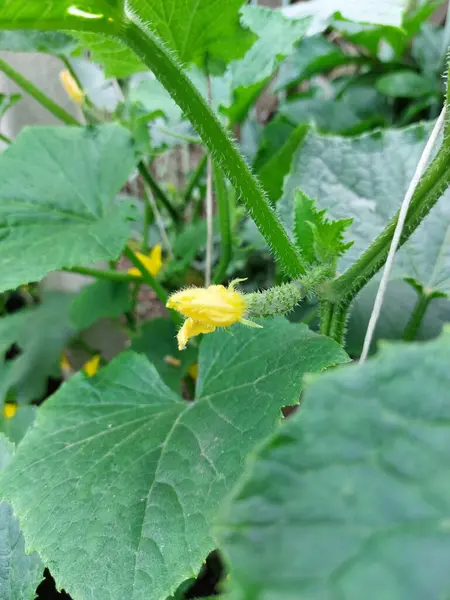 Salatalık sarı çiçeklerle çiçek açar. Bahçıvanlık. yeşil doğa