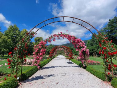 Yaya yolunun üstündeki kemerde güller. Gül ve kırmızı çiçekler açar. Botanik bahçesi. Maribor. Slovenya