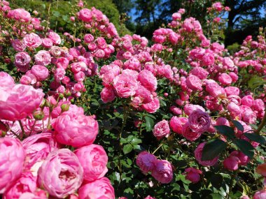 Gül çiçekleri Pomponella - Gül çalısı bahçede çiçek açıyor