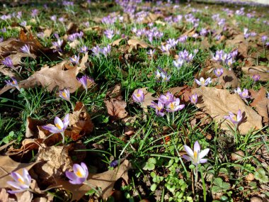 Küçük timsahlar. Açık mor yapraklı bahar çiçekleri ve yeşil yapraklar