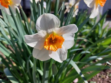 Narcissus. Bahçedeki çiçekler. Beyaz ve parlak turuncu yapraklar.