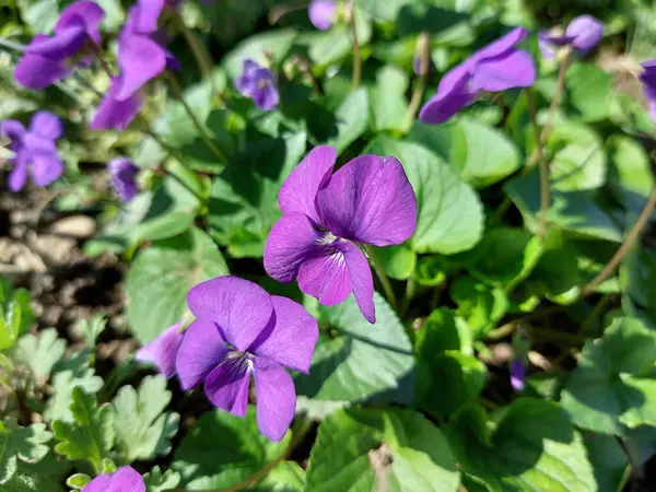 Bahçedeki viyola çiçekleri. Büyük mor yapraklar ve parlak yeşil yapraklar.