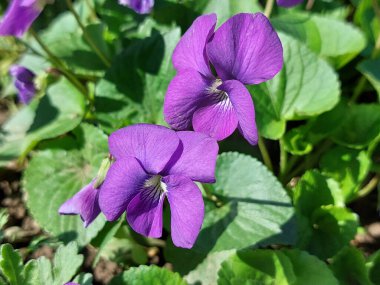 Bir bahçede viyola çiçeği açıyor. Büyük mor taç yaprağı