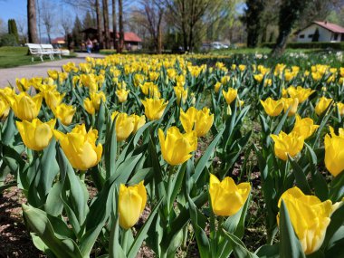 Sarı laleler. Mozyr Gai, Slovenya 'ya park et. Avrupa 