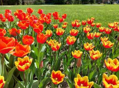 Parkta kırmızı ve sarı laleler çiçek açıyor. Baharda çiçek açmış.