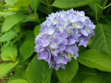 Yeşil çalıların üzerinde açık mavi hortensiya çiçeği. Çiçek açan bitki.