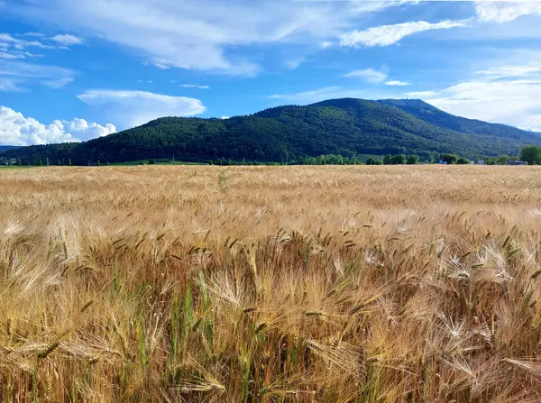 Tarlada tarım mahsulü ve yeşil Pohorje dağı. Slovenya. Avrupa.