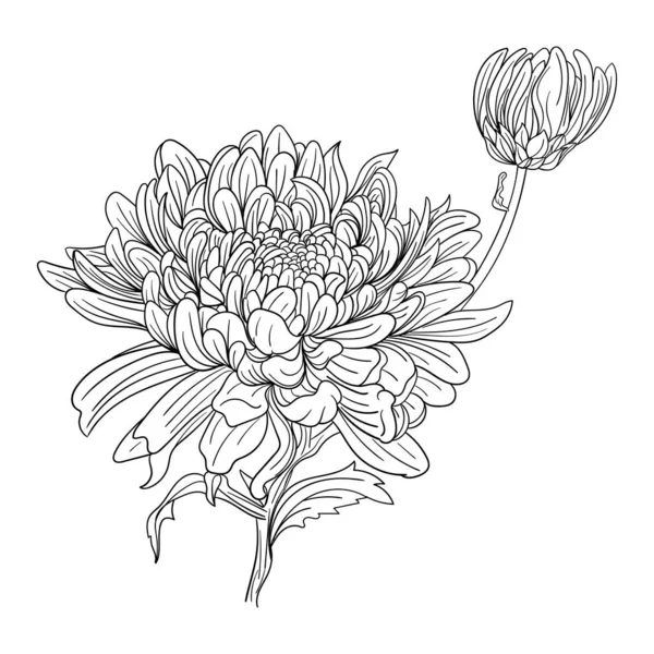 Квітка Хризантеми Контур Квітки Ізольовані Вектор Стокове Зображення Дизайну Декору — стоковий вектор