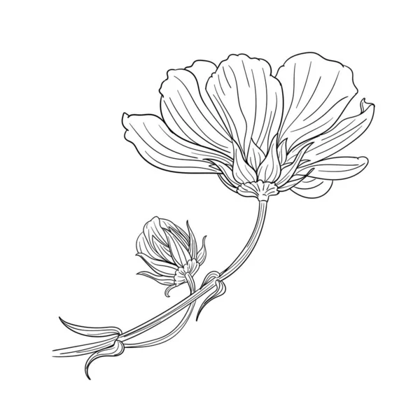Cosmos Bipinnatus Flor Contorno Aislado Vector Imagen Stock Para Diseño — Archivo Imágenes Vectoriales