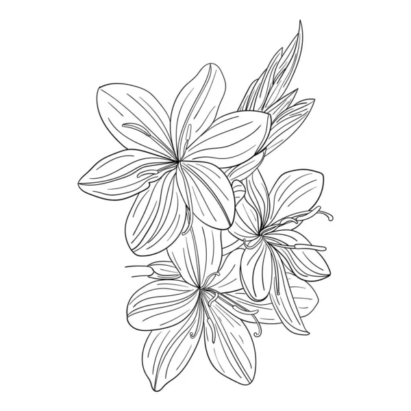 Hesperantha Coccinea Sunrise Exótico Flor Contorno Aislado Vector Imagen Stock — Archivo Imágenes Vectoriales