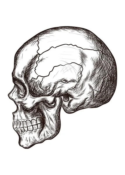Lebka Muž Profilu Skica Styl Grafiky Vektorové Ilustrace Izolované Bílém — Stockový vektor