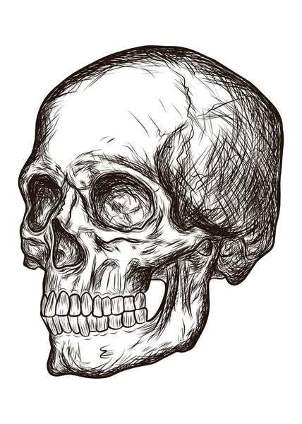 Skull Man Skiss Stil Grafik Vektor Illustration Isolerad Vit Bakgrund — Stock vektor